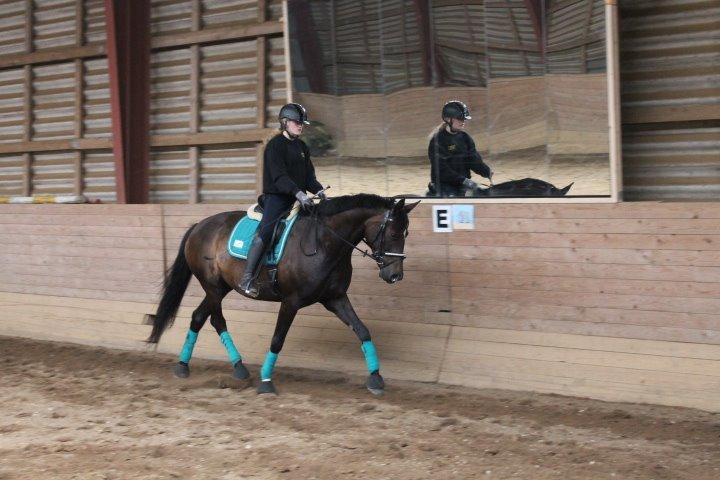 Dansk Varmblod Miss Light  billede 16