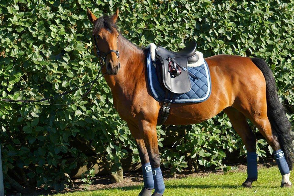 DSP Shamrocks Massa E. Cozzile  billede 4