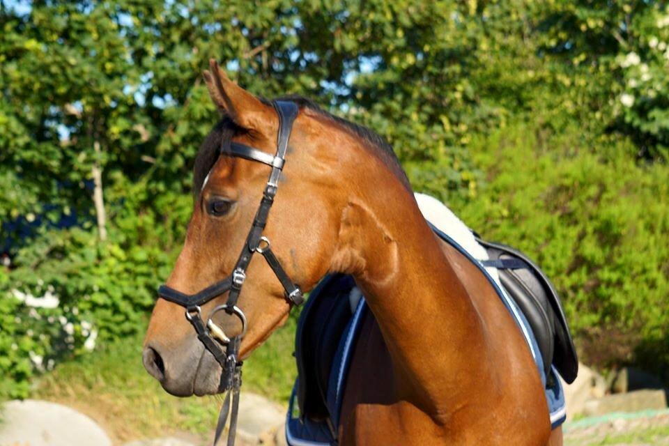 DSP Shamrocks Massa E. Cozzile  billede 2