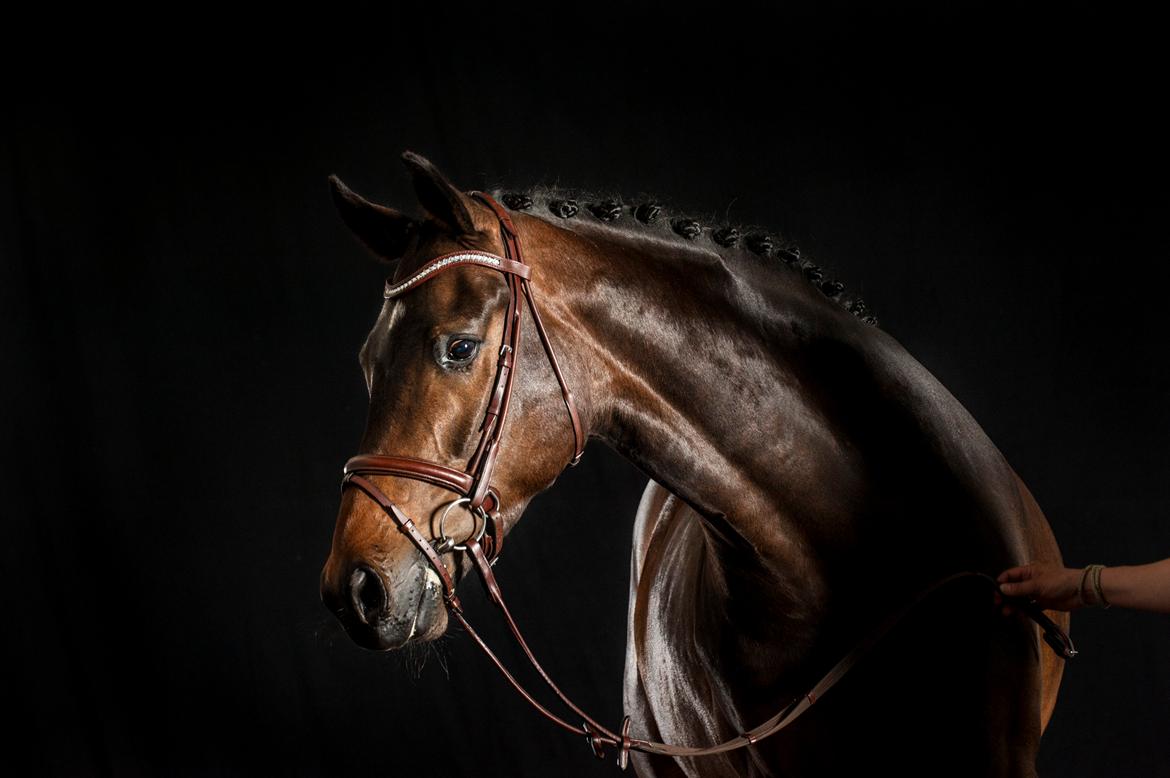 Dansk Varmblod Landino - fotoshoot, sommer 2015 billede 1