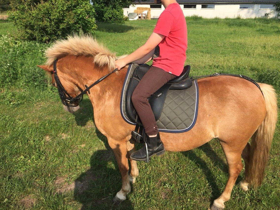 Welsh Pony (sec B) Rødsandgaards Beauty *solgt* billede 5