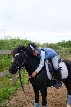 Welsh Pony af Cob-type (sec C) Dorthealyst Socks billede 1