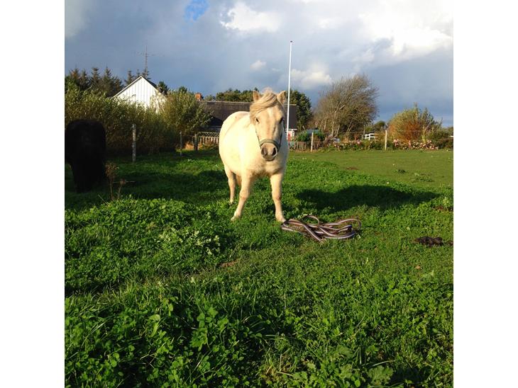 {{currentPhoto.altText}} billede {{currentPhoto.number}}