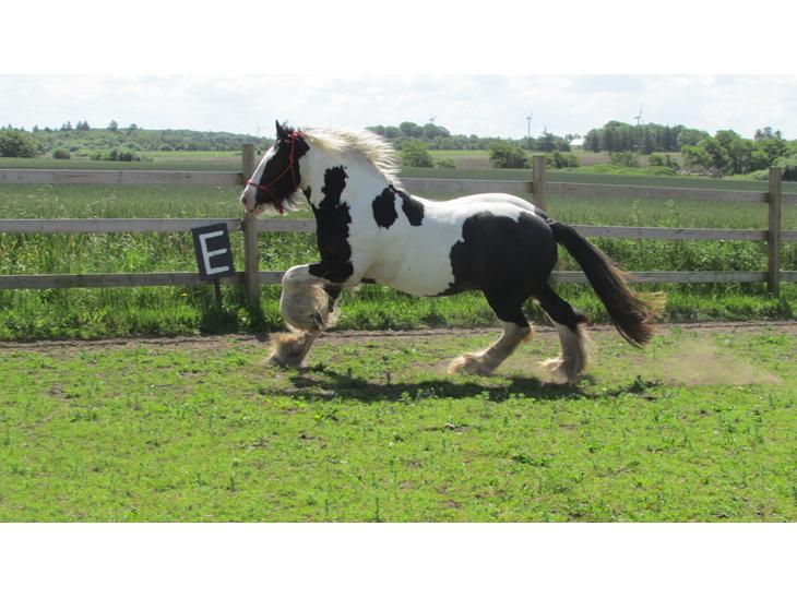 {{currentPhoto.altText}} billede {{currentPhoto.number}}