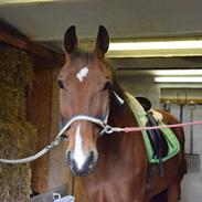 Polsk Varmblod Rabin