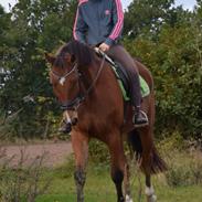 Polsk Varmblod Rabin