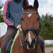 Polsk Varmblod Rabin