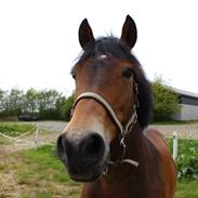 Anden særlig race Piano SOLGT :(