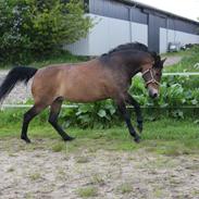 Anden særlig race Piano SOLGT :(