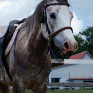 Welsh Partbred (Sec F) Mygindlunds Magic ~*Malle*~