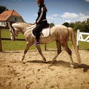 Welsh Partbred (Sec F) Mygindlunds Magic ~*Malle*~