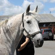 Lipizzaner Mille