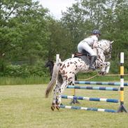 Knabstrupper Fairbanks Skrødstrup