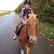 Anden særlig race Lukas <3