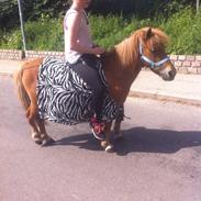 Anden særlig race Lukas <3