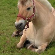 Fjordhest Rasmus Asserholm