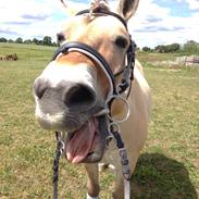 Fjordhest Rasmus Asserholm