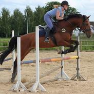 Anden særlig race Staci