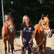 Dansk Varmblod Lianos P