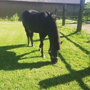 Anden særlig race Jeko