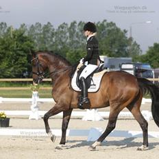 Trakehner M-speedy