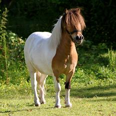 Shetlænder Incredible Dark Design (Indi)