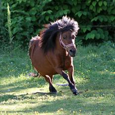 Miniature Bella La Princesa Pequeña