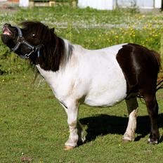 Miniature Magic Flash Back