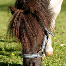 Miniature Magic Flash Back