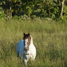 Anden særlig race Painters Pride