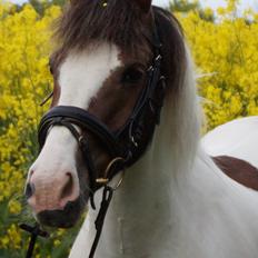 Anden særlig race Painters Pride