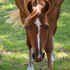 Arabisk fuldblod (OX) Bjørnebo's Shirak OX