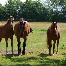 Arabisk fuldblod (OX) Bjørnebo's Shirak OX