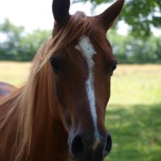 Arabisk fuldblod (OX) Bjørnebo's Shirak OX