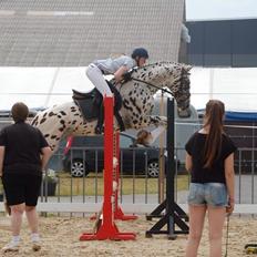 Knabstrupper Fairbanks Skrødstrup