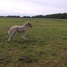 Anden særlig race Rolf 