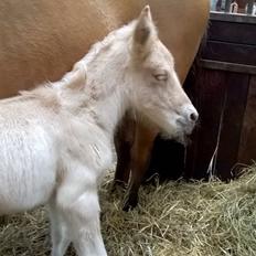 Anden særlig race Rolf 