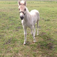 Anden særlig race Rolf 