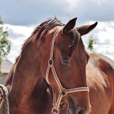 Dansk Varmblod Femme Fetal (Loppe)