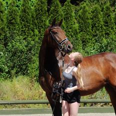 Dansk Varmblod Femme Fetal (Loppe)