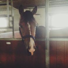 Anden særlig race Spirit