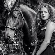 Hollandsk Varmblod Ravel