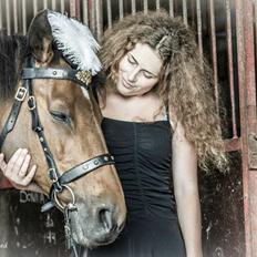 Hollandsk Varmblod Ravel