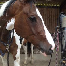 Pinto Estruplunds Chablis