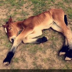 Belgier Malou Af Villa Viciosa