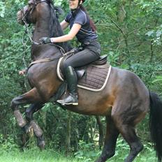 Tysk Varmblod Converta