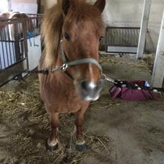 Shetlænder Krabbes Frida