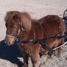 Shetlænder Krabbes Frida