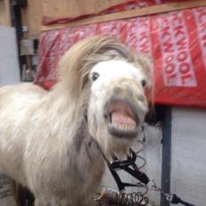 Anden særlig race Sokky