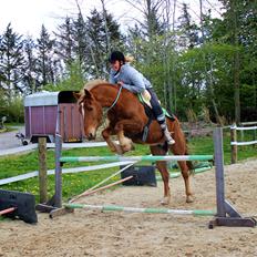 New Forest Mr. Hidalgo Jabidi